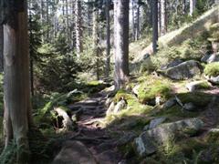 Ein Uralter Wanderweg im hinteren Bayerischenwald, nahe der Grenze zum B?hmerwald.